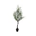 Plant Olijf groen