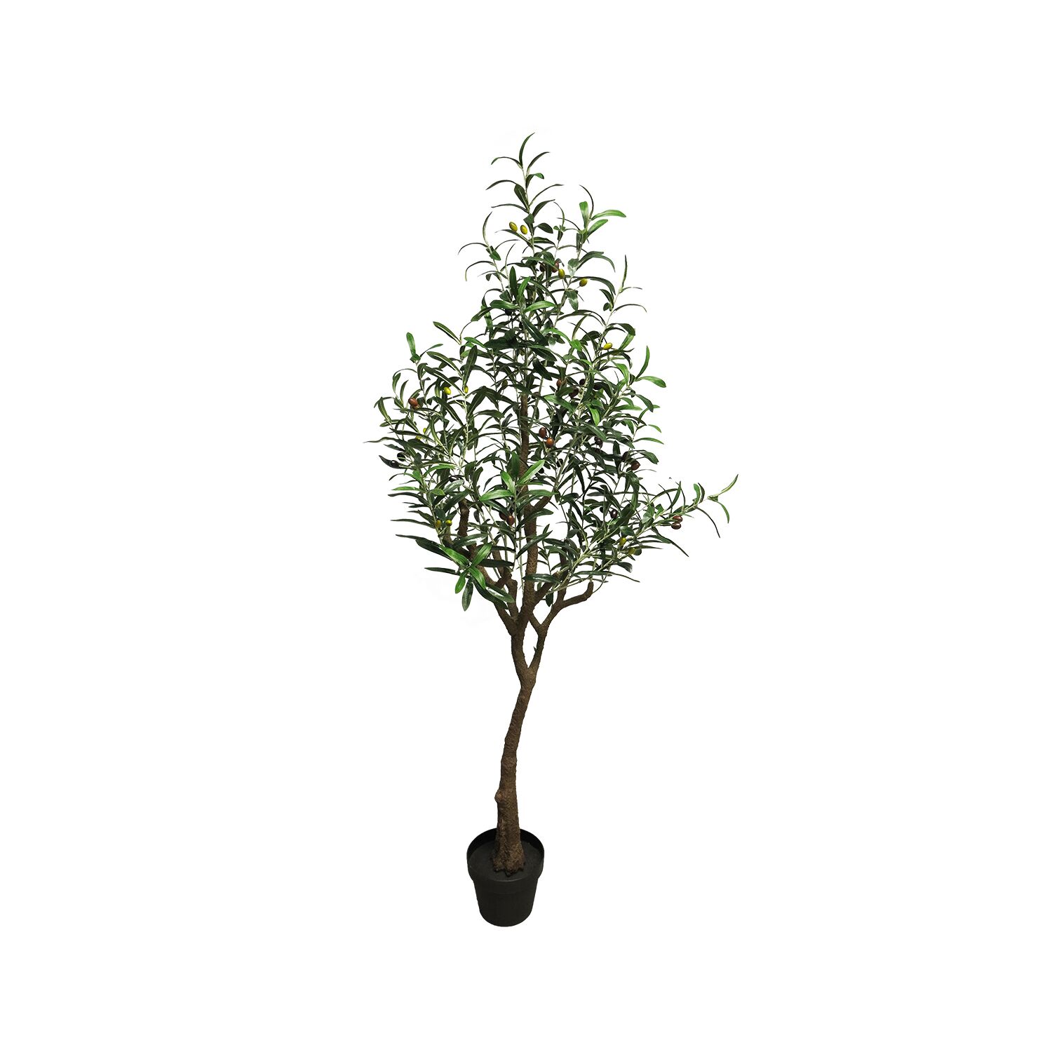 Plant Olijf groen