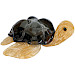 Decoratiebeeld Cassibile schildpad glas