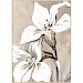 Schilderij Eyvia met 2 witte bloemen