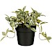 Kunstplant Curone fittonia groen